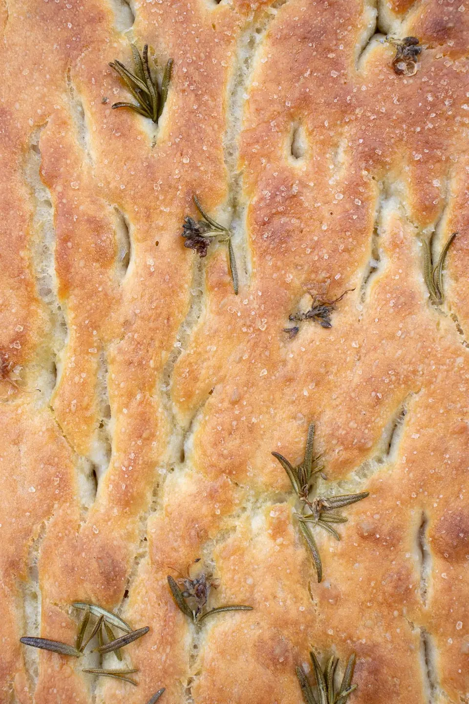 Close-up of golden no-knead focaccia topped with rosemary and salt